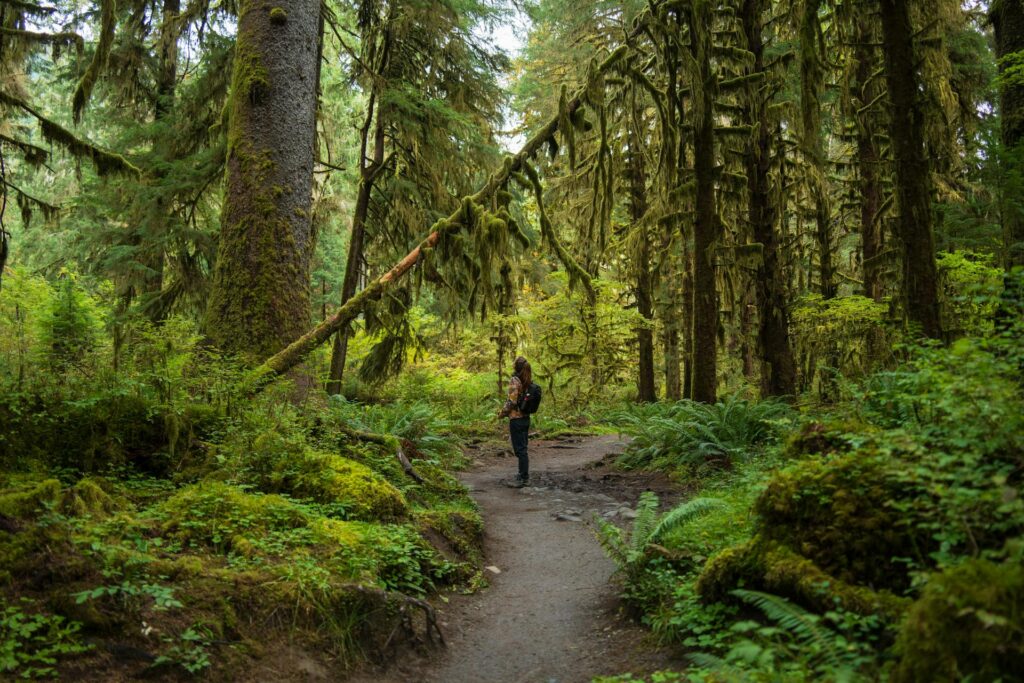 Top 10 Scenic Hiking Trails in North America: A Must-Visit Guide 4 Hiking Trails