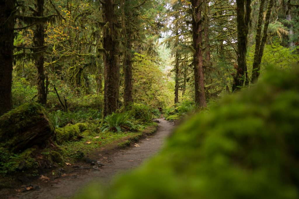 Top 10 Scenic Hiking Trails in North America: A Must-Visit Guide 2 Hiking Trails