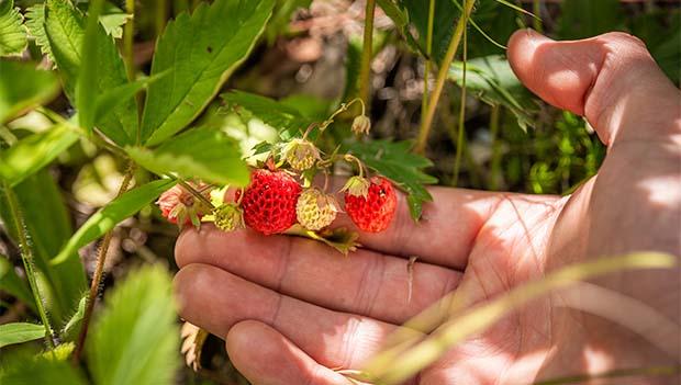 Essential Survival Skills Every Adventurer Should Know 7 Food Foraging and Hunting
